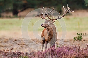 Red deer stag  in Hoge Veluwe National Park photo