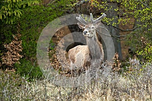 Red deer stag standing in forest in springtime nature.