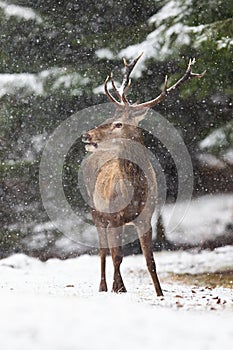 Red deer stag standing in forest during winter snowstorm