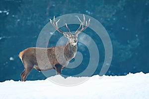 Red deer stag standing on meadow covered with snow in wintertime nature.