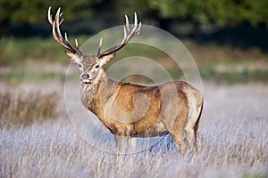 A red deer stag standing proud during the rut