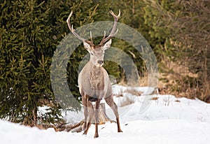 Red deer stag standing on snow with trees behind it