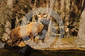 Red deer stag standing in the woods