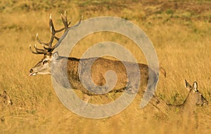 Red Deer Stag sticking out his tonge