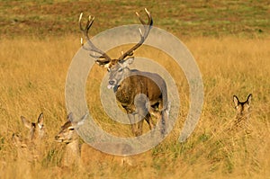 Red Deer Stag sticking out his tonge photo