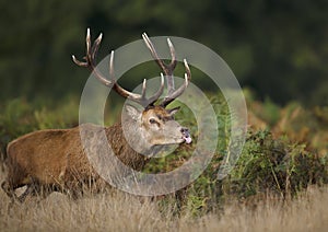 Red deer stag sticking out tongue while chasing hinds