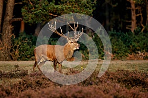 Red deer stag trying to impress the females