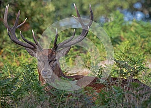 Red Deer Stag in Undergrowth