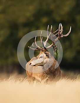 Red deer stag with vegetation on antlers during rutting season