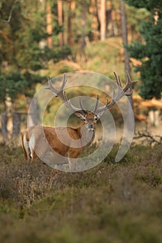 Red Deer stag in velvet