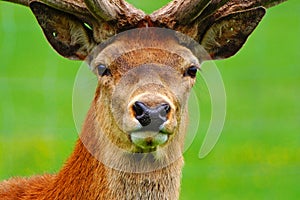 Red deer stag in velvet