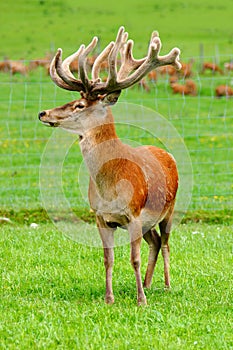 Red deer stag in velvet