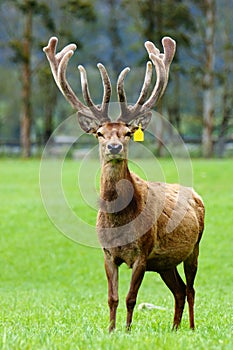 Red deer stag in velvet