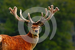 Red deer stag in velvet