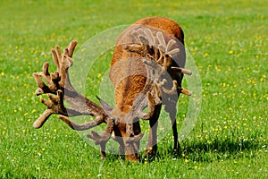 Red deer stag in velvet