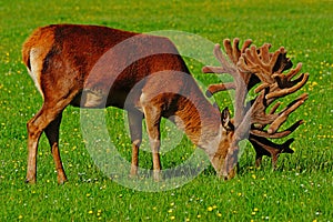 Red deer stag in velvet