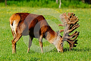 Red deer stag in velvet