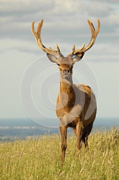 Red deer stag in velvet