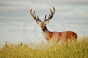 Red deer stag in velvet