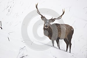 Red deer stag wading through snow in wintertime nature.
