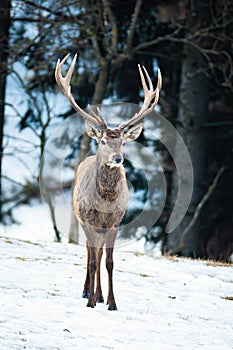 Red deer stag walking in forest in wintertime nature.