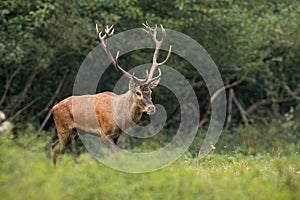 Red deer stag walking on a glade in riparian forest with green trees