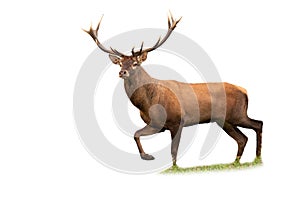 Red deer stag walking on a meadow isolated on white background