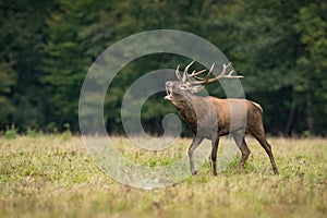 Red deer stag walking and roaring with open mouth in rutting season