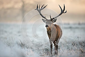 Red deer stag in winter