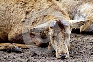 Red Deer stag in winter coat sleeping