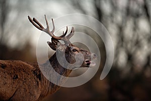 Red Deer Stag in Winter Setting