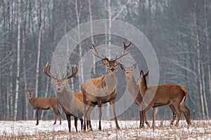 Red Deer Stag In Winter. Winter Wildlife Landscape With Herd Of Deer Cervus Elaphus. Deer With Large Branched Horns On The Backg