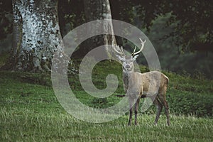 Red deer stag in woodland in Scotland in autumn