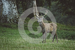 Red deer stag in woodland in Scotland in autumn