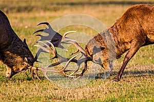 Red deer stags in the annual deer rut