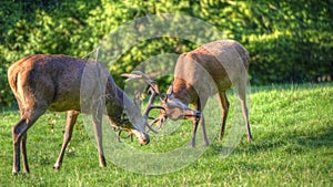 Red deer stags antler fighting during rut season