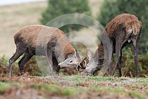 Red Deer Stags, Cervus elaphus