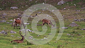 Red deer stags, Cervus elaphus, grazing and resting on moorland during august in the cairngorms national park, scotland.