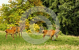Red deer stags, (Cervus elephus)