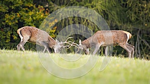 Red deer stags engaged in territorial fight during rutting season