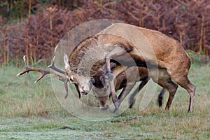 Red Deer stags fighting