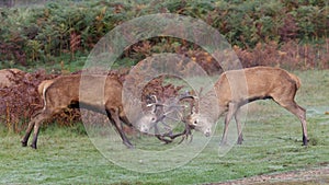 Red Deer stags fighting