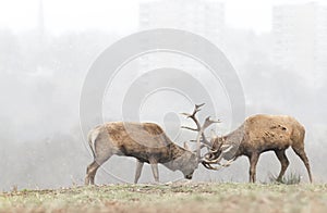 Red deer stags fighting during the first snow in winter