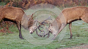 Red Deer stags fighting