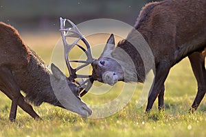 Red deer stags fighting during the rut