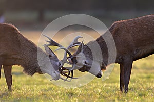 Red deer stags fighting during the rut