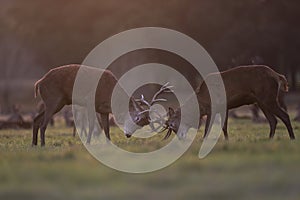 Red deer stags fighting during the rut