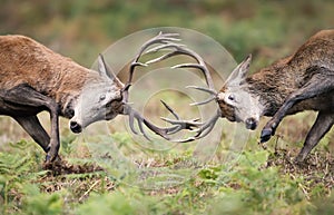 Red deer stags fighting during rutting season