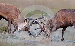 Red deer stags fighting during rutting season in autumn