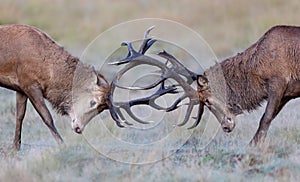 Red deer stags fighting during rutting season in autumn